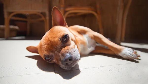 Dog Boarding Bonita Springs, FL: Trusted Care for Your Furry Friend